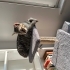 8 aylık tekir kedi sahipledirilecektir. fotoğraf
