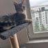 8 aylık tekir kedi sahipledirilecektir. fotoğraf