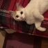 3.5 AYLIK BRİTİSH KIRMASI ANNE BRİTİSH BABA SARMAN fotoğraf