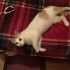 3.5 AYLIK BRİTİSH KIRMASI ANNE BRİTİSH BABA SARMAN fotoğraf