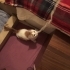 3.5 AYLIK BRİTİSH KIRMASI ANNE BRİTİSH BABA SARMAN fotoğraf