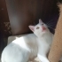 Kardelen 1 yaşında, dişi ve kısır fotoğraf