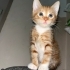 Acil yuva aranıyor fotoğraf