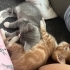 Acil yuva aranıyor fotoğraf