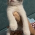 2 aylık yavru kediler fotoğraf