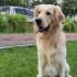 TUVALET EĞİTİMLİ EV TERBİYELİ GOLDEN..!! fotoğraf
