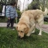 TUVALET EĞİTİMLİ EV TERBİYELİ GOLDEN..!! fotoğraf