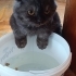 3 AYLIK SCOTTISH FOLD..!! fotoğraf