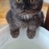 3 AYLIK SCOTTISH FOLD..!! fotoğraf