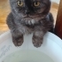 3 AYLIK SCOTTISH FOLD..!! fotoğraf