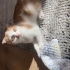 Güzelller güzeli guguşa yuva arıyoruz fotoğraf