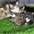 Tatlı kardeşler fotoğraf