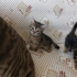 Minik patiler Yuva Arıyor(2 dişi , 1 erkek) fotoğraf