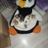 Acil Yuva arıyorum fotoğraf