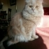 British Longhair icin acil yuva aranıyor! fotoğraf