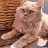 British Longhair icin acil yuva aranıyor! fotoğraf