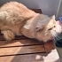 British Longhair icin acil yuva aranıyor! fotoğraf