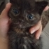 İki yavrumuzu gerçekten iyi bakıcak ailemize sahiplendirecegiz fotoğraf