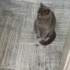 ASİL İÇİN SICACIK BİR YUVA ARIYORUZ fotoğraf