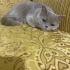ASİL İÇİN SICACIK BİR YUVA ARIYORUZ fotoğraf