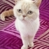 YAVRULARINI ALIP ANNEYİ ATTILAR..! fotoğraf