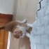 Birbirinden sıcakkanlı, oyuncu 4 Sarman bebek fotoğraf
