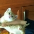 Birbirinden sıcakkanlı, oyuncu 4 Sarman bebek fotoğraf