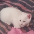 Çok narin ve oyuncular fotoğraf