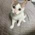 Yavru  Tekir kedi sahiplendirme fotoğraf