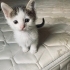 Minik yakışıklı prensime yuva arıyorum fotoğraf