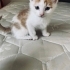 Minik yakışıklı prensime yuva arıyorum fotoğraf