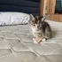 Güzeller güzeli prensesime yuva arıyorum fotoğraf