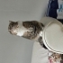 Tam bir beyefendi fotoğraf