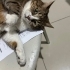 3 yaşındaki dişi kedimize yuva arıyoruz fotoğraf