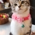 Arabanın Altından Kurtarıldı, Çok Sevecen fotoğraf