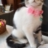 Arabanın Altından Kurtarıldı, Çok Sevecen fotoğraf