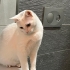 Dişi kısır 1 yaş uysal fotoğraf