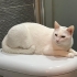 Dişi kısır 1 yaş uysal fotoğraf