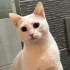 Dişi kısır 1 yaş uysal fotoğraf