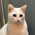 Dişi kısır 1 yaş uysal fotoğraf