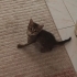 Cankız yuvasını arıyor fotoğraf
