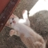 Üç kardeşe yuva fotoğraf