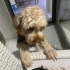 ŞİDDETTEN KURTARILDI POODLE..!! fotoğraf