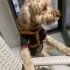 ŞİDDETTEN KURTARILDI POODLE..!! fotoğraf