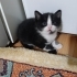 Yavru kedi çok acil yuva fotoğraf