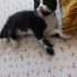 Yavru kedi çok acil yuva fotoğraf