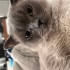 Sevecen cana yakın fotoğraf