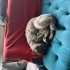 Sevecen cana yakın fotoğraf