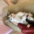 İki kedi kardeşler acil kalıcı yuva arıyorum fotoğraf