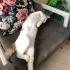 Sütlaç Yeni Yuvasını Arıyor Ona Yardım Edin fotoğraf